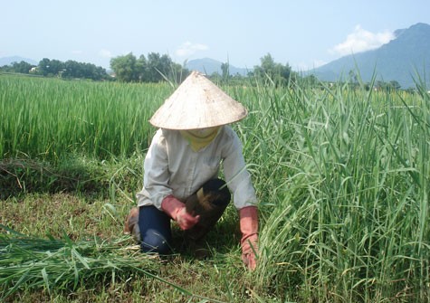 Le printemps dans tous les coins du pays - ảnh 3